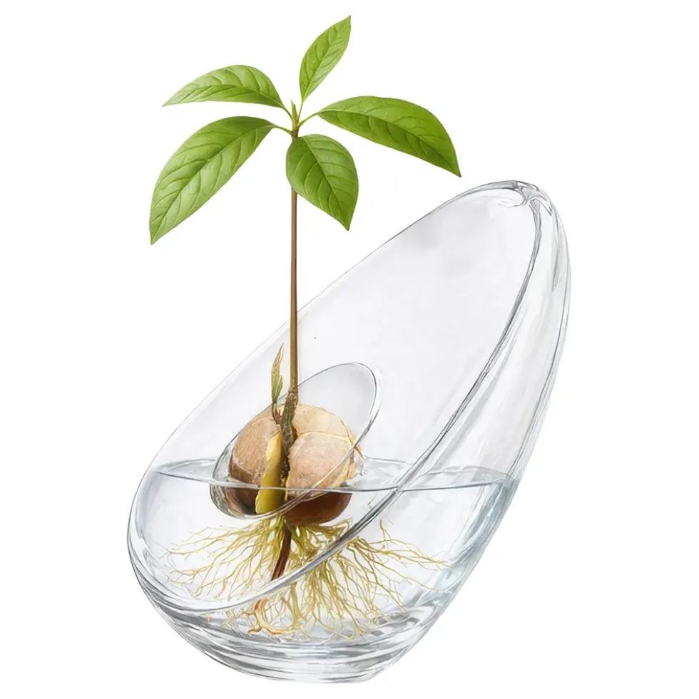 Avokadovas i Glas