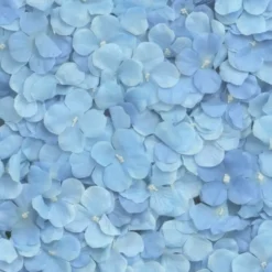 Backdrop Hortensia Blå