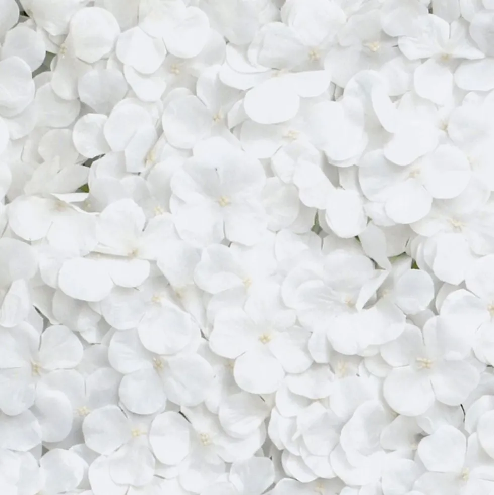 Backdrop Hortensia Vit
