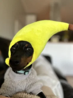 Bananhatt för Katt