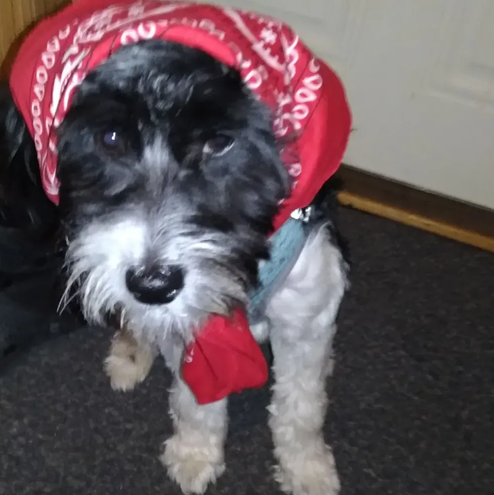 Bandana Röd