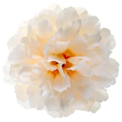 Bordsdekoration Pion Elfenben