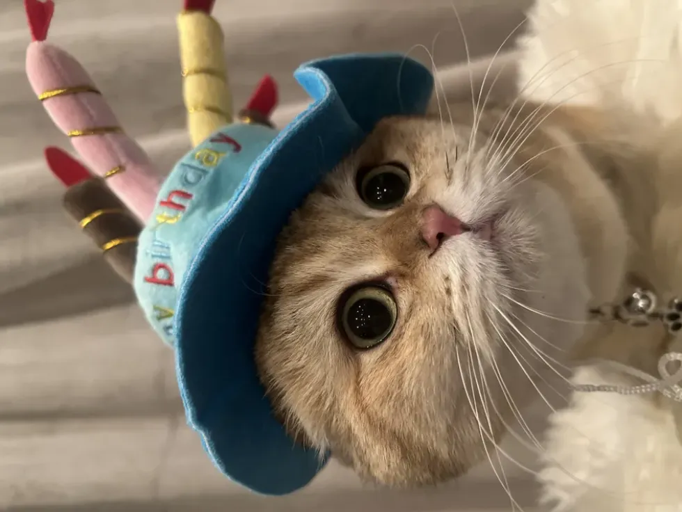 Födelsedagshatt för Katt