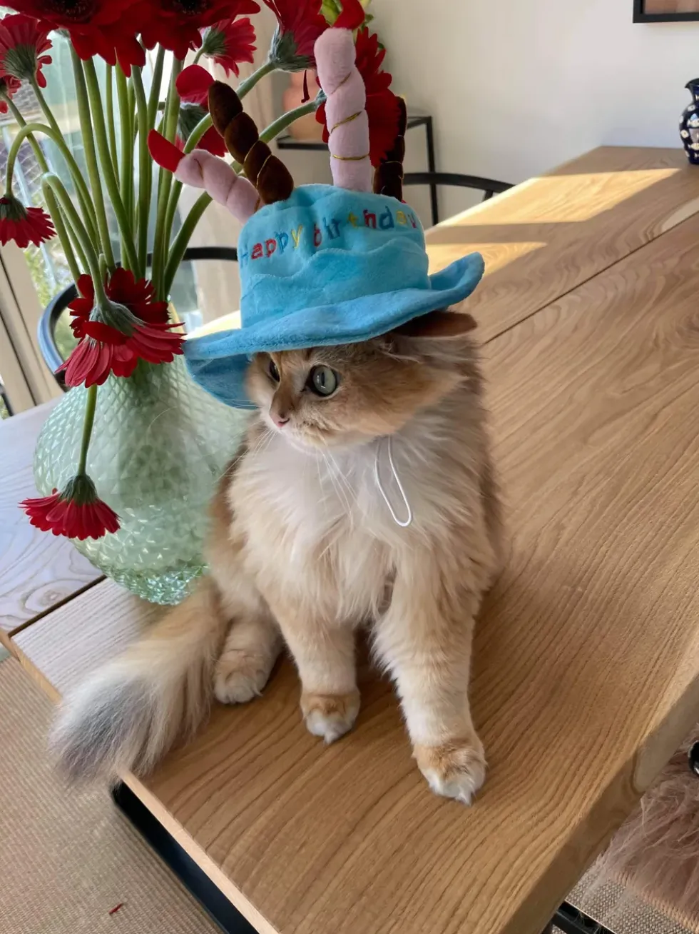 Födelsedagshatt för Katt