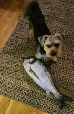 Fisk i Tyg