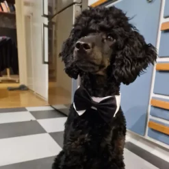 Fluga för Hund