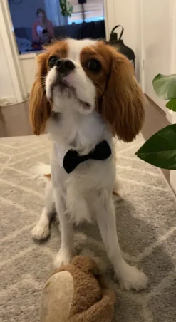 Fluga för Hund