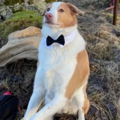 Fluga för Hund