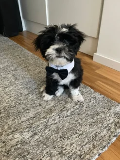 Fluga för Hund