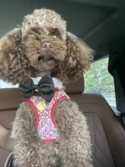Fluga för Hund