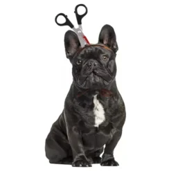 Halloween Props för Hund
