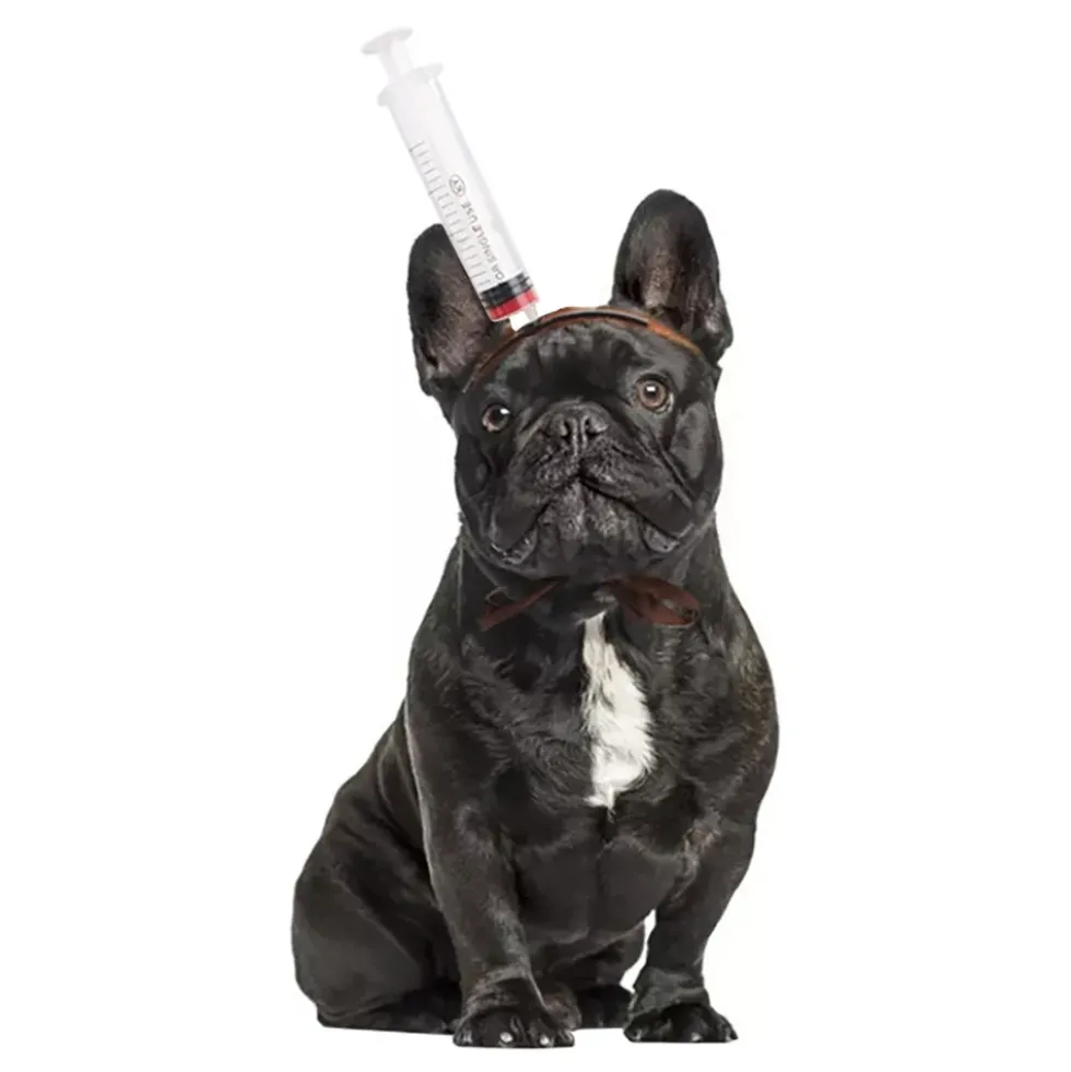 Halloween Props för Hund