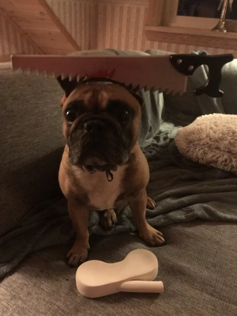 Halloween Props för Hund