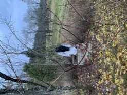Lång Svart Peruk